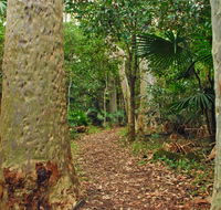 Depot Beach Rainforest walk - Accommodation Adelaide