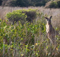 Murramarang Aboriginal Area walking track - Accommodation Adelaide
