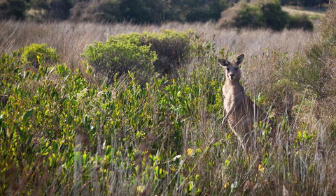 Murramarang Aboriginal Area Walking Track - Accommodation Adelaide 0