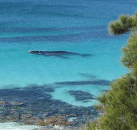 Jervis Bay Marine Park - Accommodation Adelaide