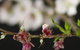 Fruit Salad Tree Company - thumb 1