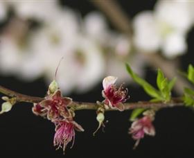 Fruit Salad Tree Company - Accommodation Adelaide 1