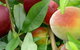 Fruit Salad Tree Company - thumb 0