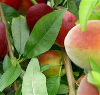 Fruit Salad Tree Company - Accommodation Adelaide