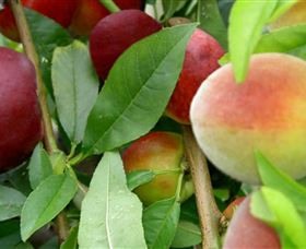 Fruit Salad Tree Company - Accommodation Adelaide 0