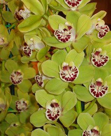 Tinonee Orchid Nursery - Accommodation Adelaide 1