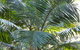 Bangalore Falls Walking Track - thumb 0