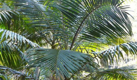 Bangalore Falls Walking Track - Accommodation Adelaide 0
