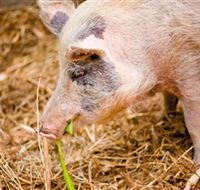 Djanbung Permaculture Gardens - Accommodation Adelaide