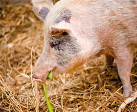 Djanbung Permaculture Gardens - Accommodation Adelaide 0