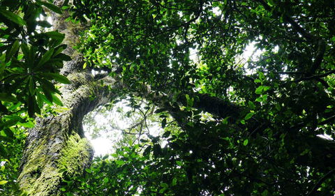 Wollumbin National Park - Accommodation Adelaide 1