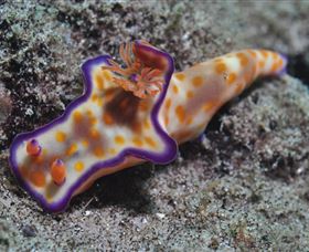 Curtain Artificial Reef Dive Site - Accommodation Adelaide 0