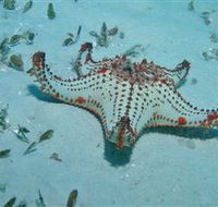 The Pines Dive Site - Accommodation Adelaide