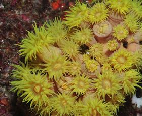 Gotham City Dive Site - Accommodation Adelaide 2