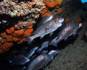 Gotham City Dive Site - Accommodation Adelaide 3