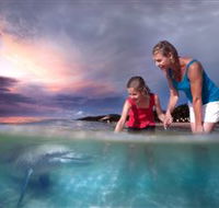 Tangalooma Dolphin Feeding - Accommodation Adelaide