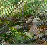 Wollumbin-Mount Warning National Park - Accommodation Adelaide