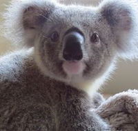 Koala Care Centre in Lismore - Accommodation Adelaide