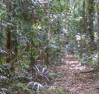 Big Scrub loop walking track - Accommodation Adelaide