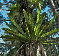 Whian Whian State Conservation Area - Accommodation Adelaide