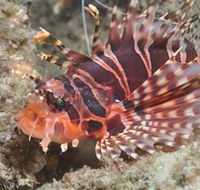 The Seaway Dive Site - Accommodation Adelaide