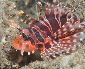 The Seaway Dive Site - Accommodation Adelaide 0