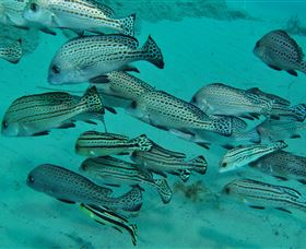 The Seaway Dive Site - Accommodation Adelaide 3