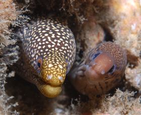 The Seaway Dive Site - Accommodation Adelaide 1