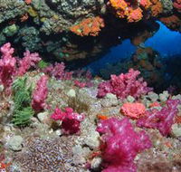 Cherubs Cave Dive Site - Accommodation Adelaide