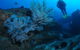 Cherubs Cave Dive Site - thumb 3