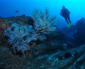 Cherubs Cave Dive Site - Accommodation Adelaide 3