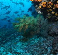 Henderson Rock Dive Site - Accommodation Adelaide
