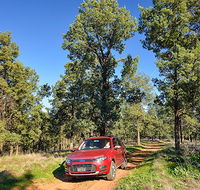 Wallingat Forest drive - Accommodation Adelaide