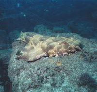 Scottish Prince Dive Site - Accommodation Adelaide