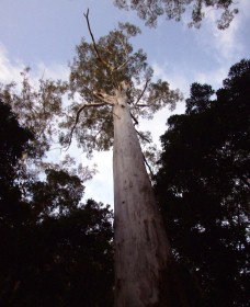 Orara East State Forest - Accommodation Adelaide 3