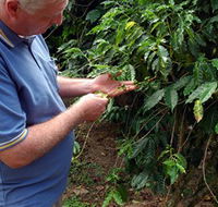 Wombah Coffee Plantation - Accommodation Adelaide