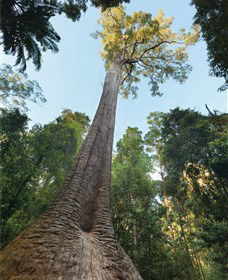 Burrawan State Forest - Accommodation Adelaide 1