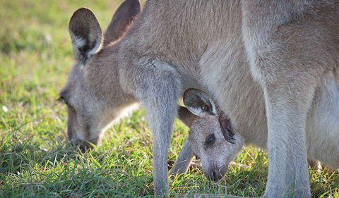 Moonee Beach Nature Reserve - Accommodation Adelaide 2