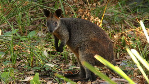 Mimosa Rocks National Park - Accommodation Adelaide 1
