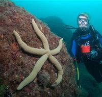 Cook Island Dive Site - Accommodation Adelaide