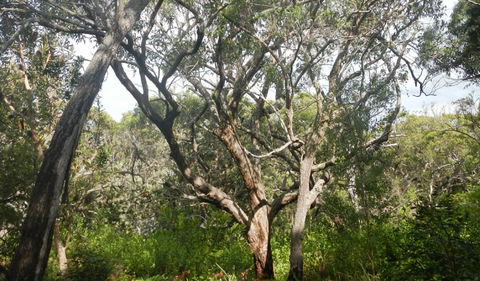 Kinchela Trig Lookout Walk - Accommodation Adelaide 2