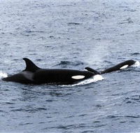 Killer Whale Trail - Accommodation Adelaide