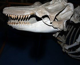Killer Whale Trail - Accommodation Adelaide 3