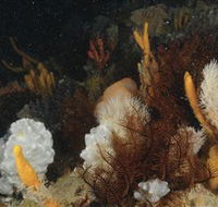 Point Hicks Marine National Park - Accommodation Adelaide