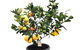 Fruit Salad Tree Company - thumb 3