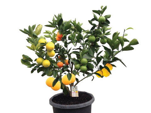 Fruit Salad Tree Company - Accommodation Adelaide 3
