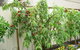 Fruit Salad Tree Company - thumb 4