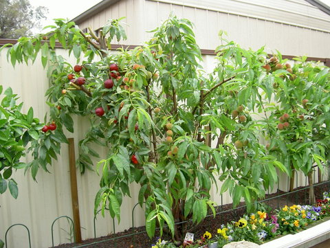 Fruit Salad Tree Company - Accommodation Adelaide 4