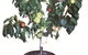 Fruit Salad Tree Company - thumb 5