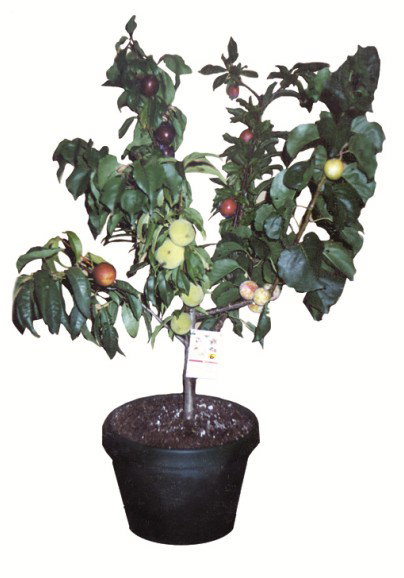 Fruit Salad Tree Company - Accommodation Adelaide 5